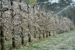 Lutte contre le gel par aspersion - Verger de poirier, Lanxade (24) : 10/03/2021